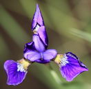 زنبق سنگونیا